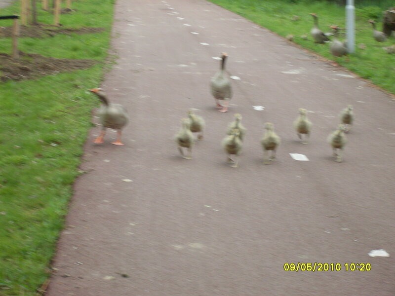 geese walking on path
