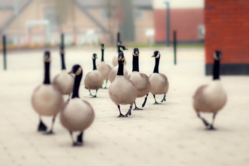 Geese Walking on Pavement — Gray