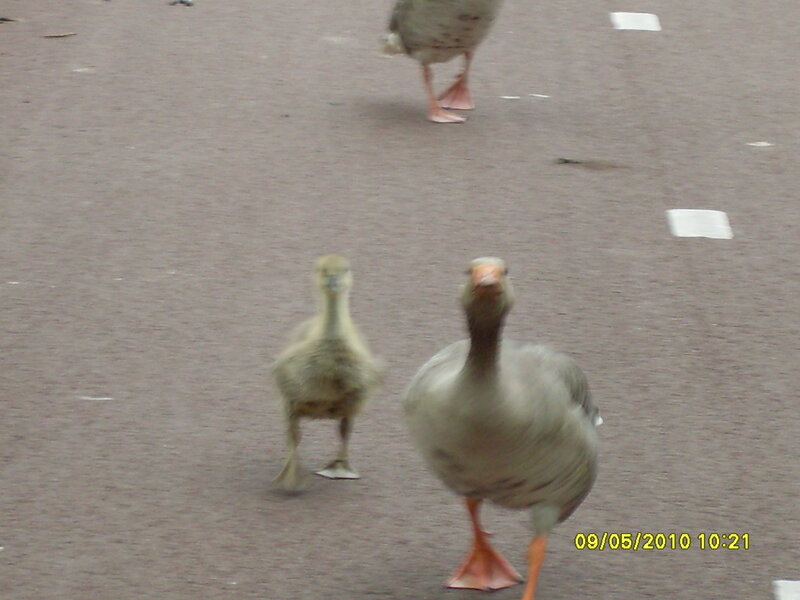 geese walking on pavement