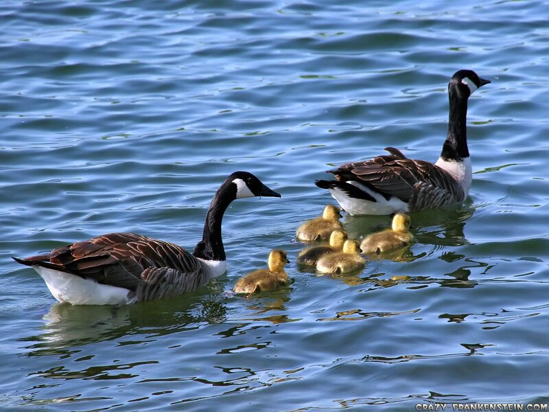 Geese with Goslings — Blue, Serene, Afternoon