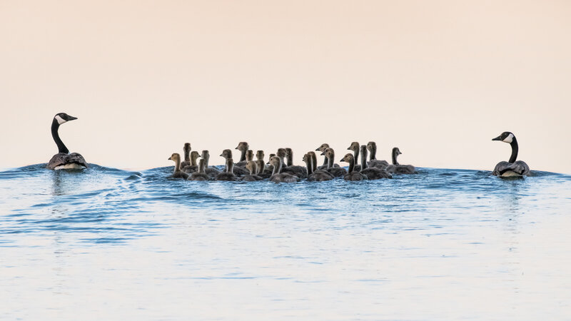 Geese with Goslings — Blue, Serene, Morning, Photograph