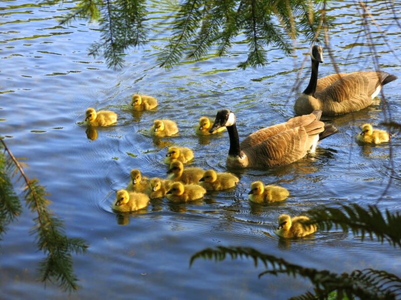Geese with Goslings — Blue, Serene, Morning
