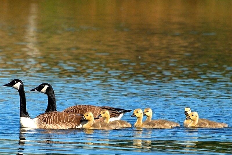 Geese with Goslings — Blue, Serene