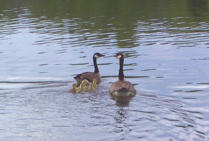 Geese with Goslings — Blue