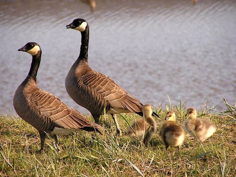 Geese with Goslings — Brown