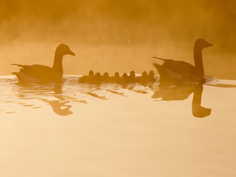Geese with Goslings — Gold