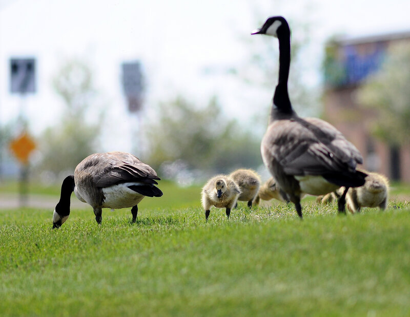 Geese with Goslings — Green, Calm