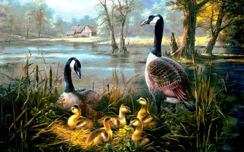 Geese with Goslings — Green, Serene, Morning