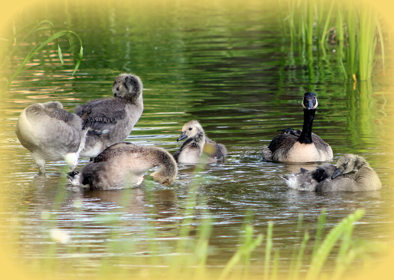 Geese with Goslings — Green, Serene