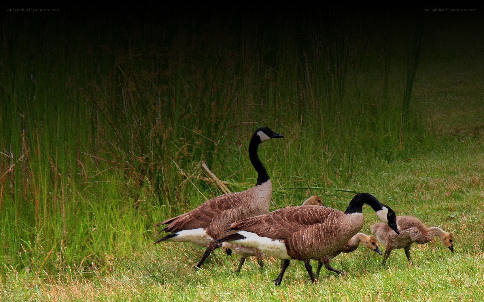 Geese with goslings in grass