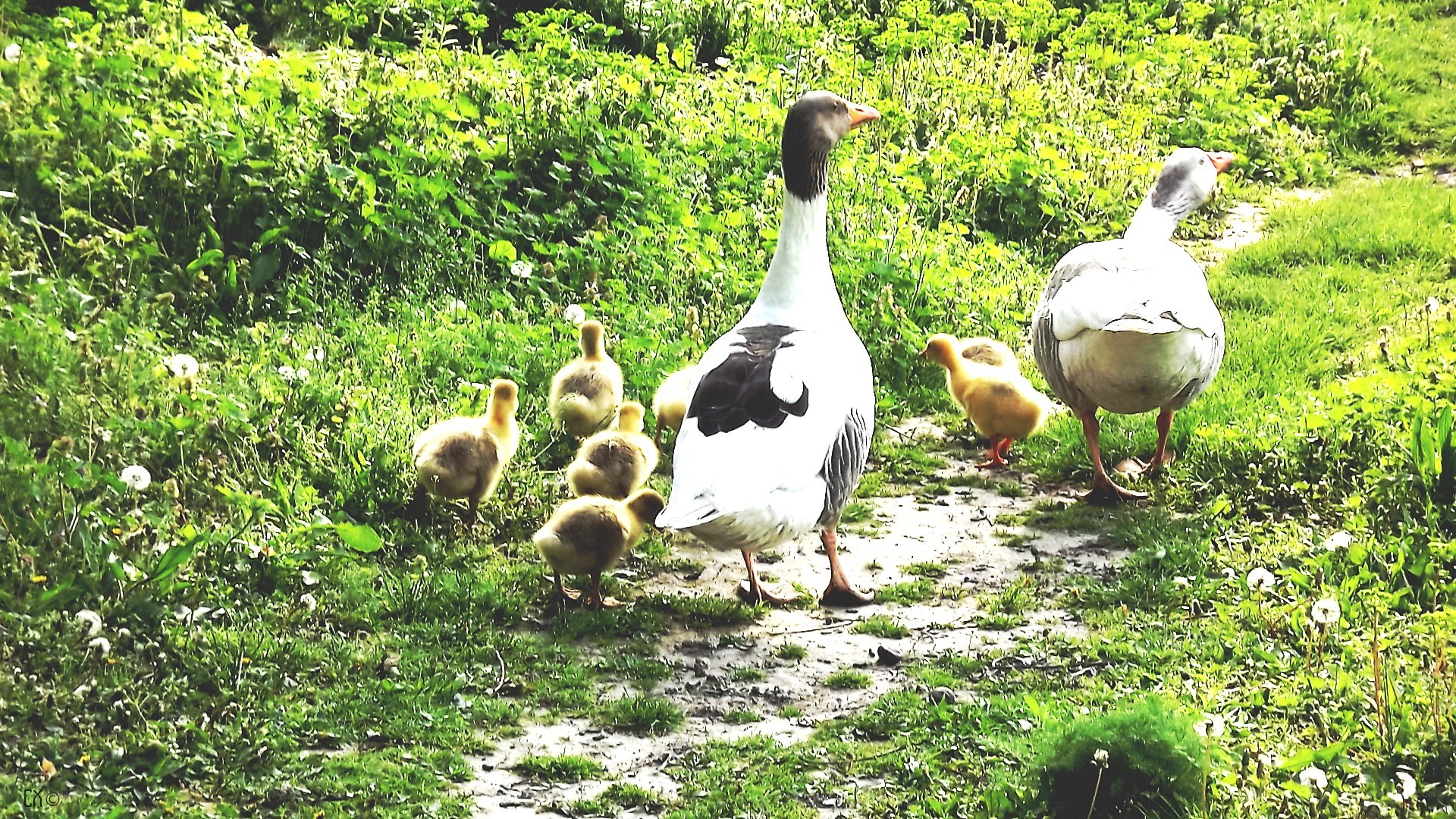 Geese with goslings on a path