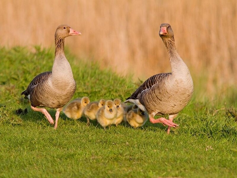 Geese with goslings on grass