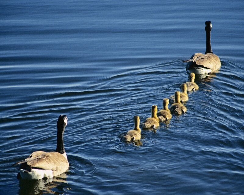 Geese with goslings swimming