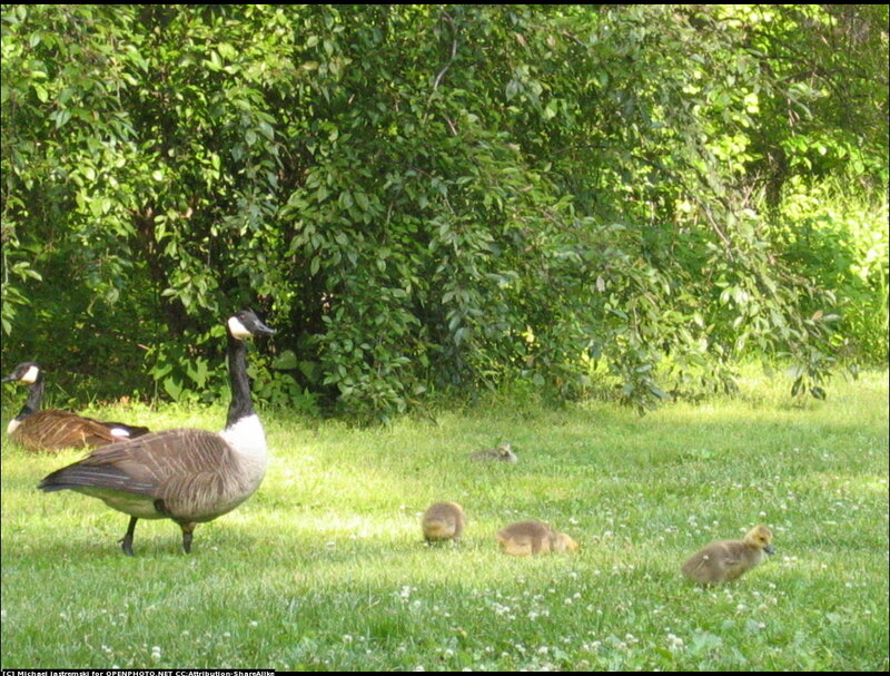 Geese with Goslings