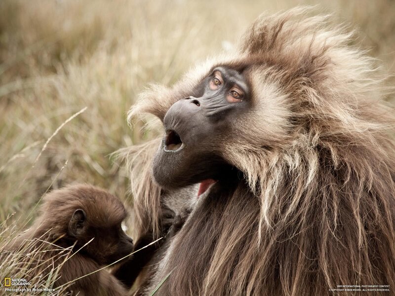 Gelada baboon with infant