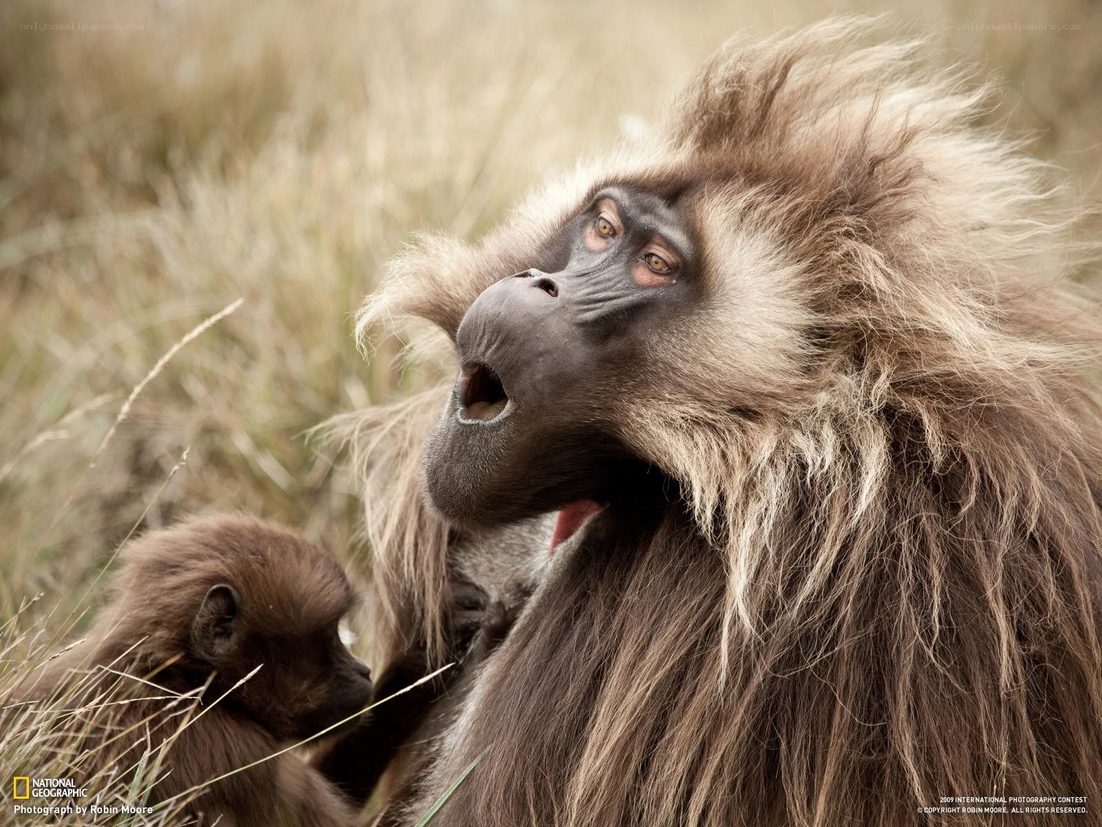 Gelada baboon with infant