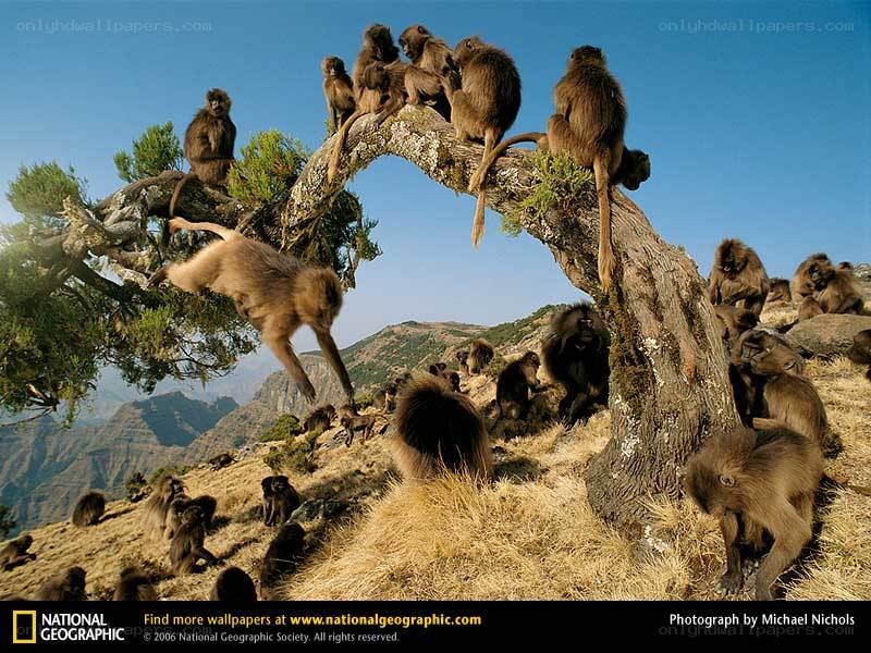 Gelada monkeys on a tree