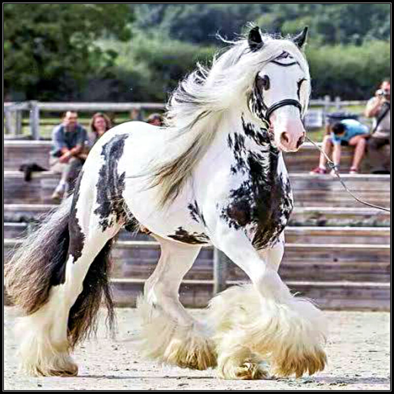 Gelding Horse in Motion