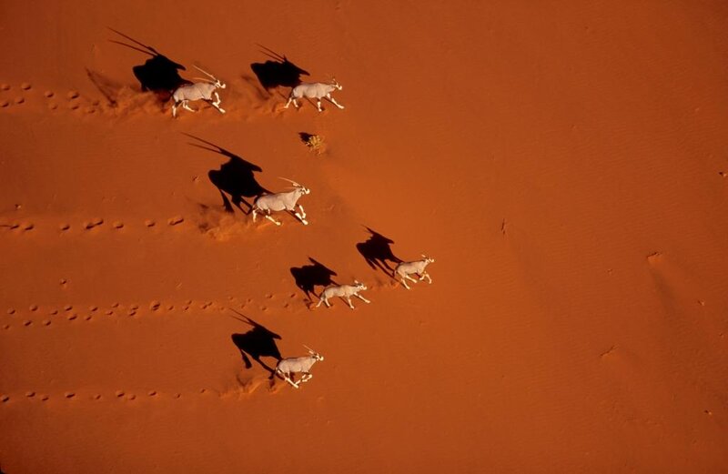Gemsbok Antelopes