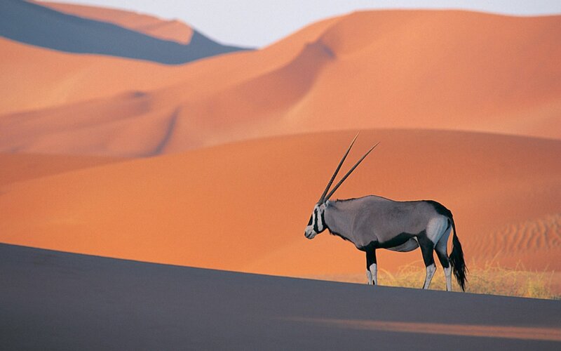 Gemsbok in Desert