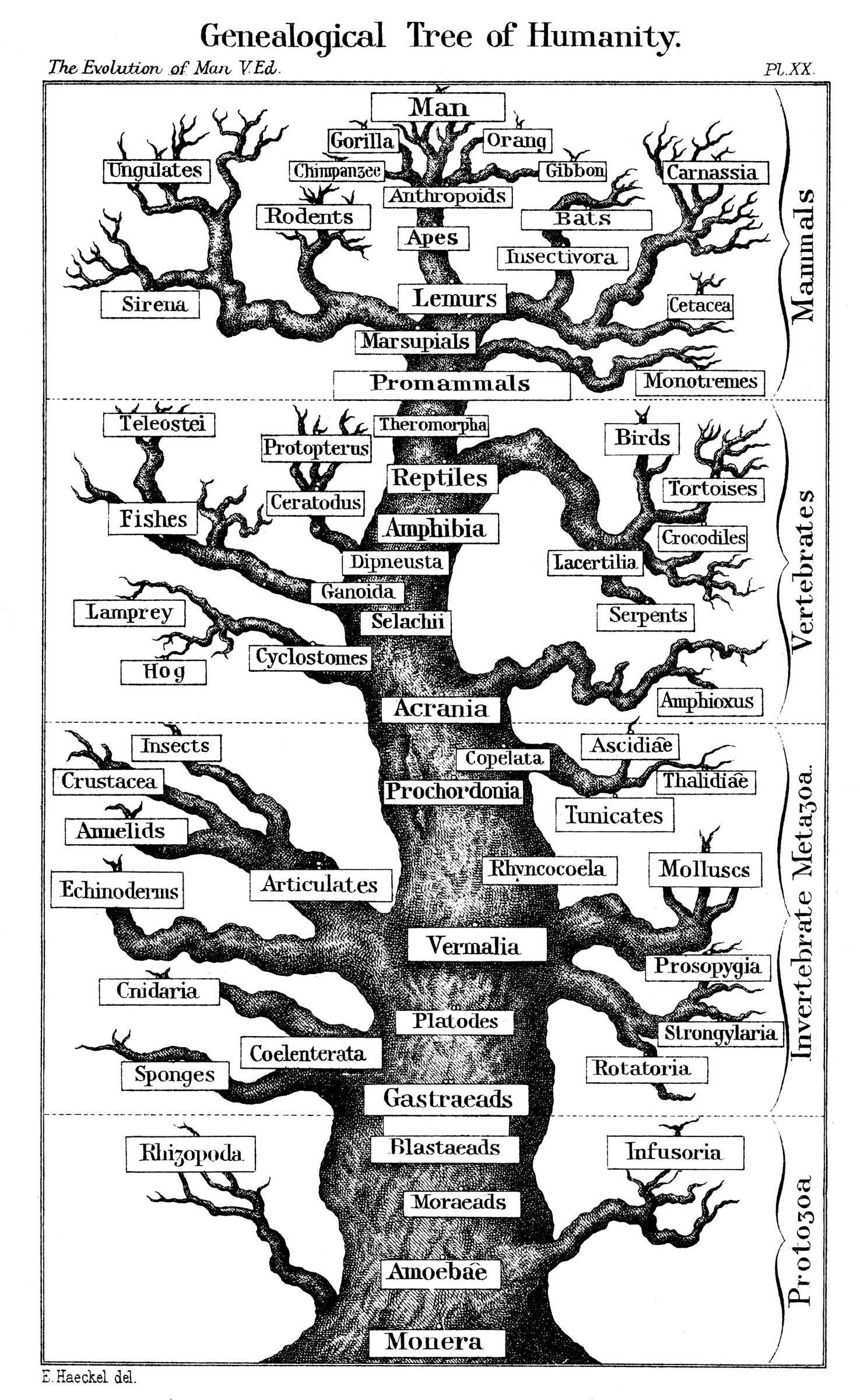 Genealogical Tree of Humanity