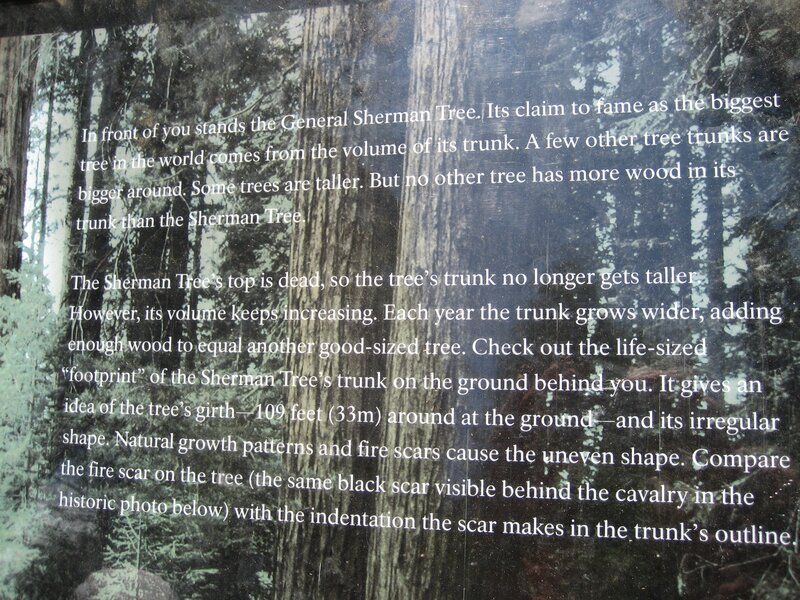 General Sherman Tree