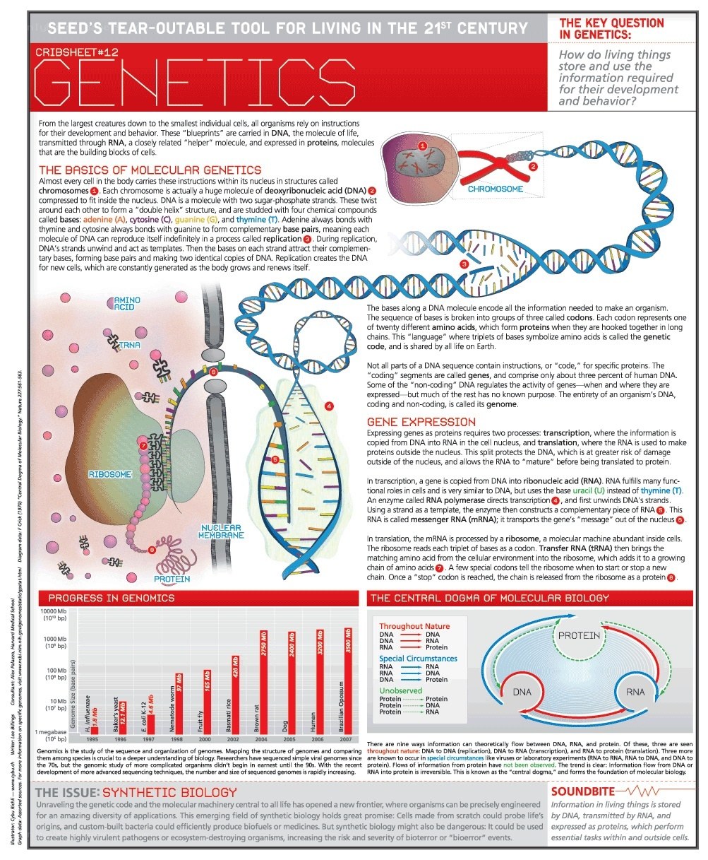 Genetics educational infographic
