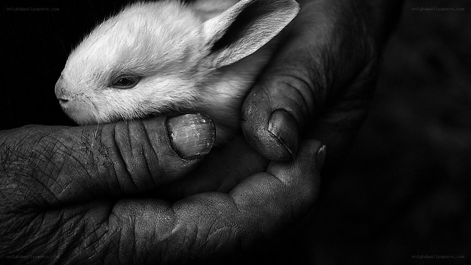 gentle hands holding a baby rabbit