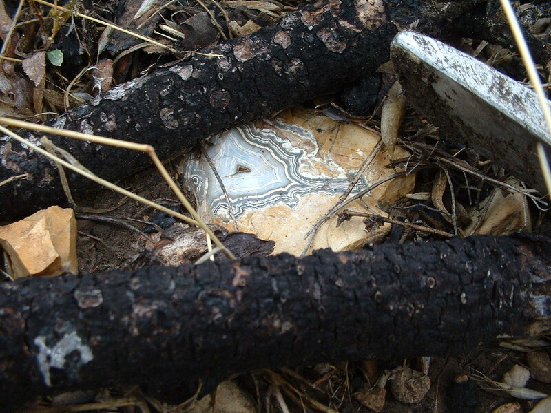 Geode in Forest Debris