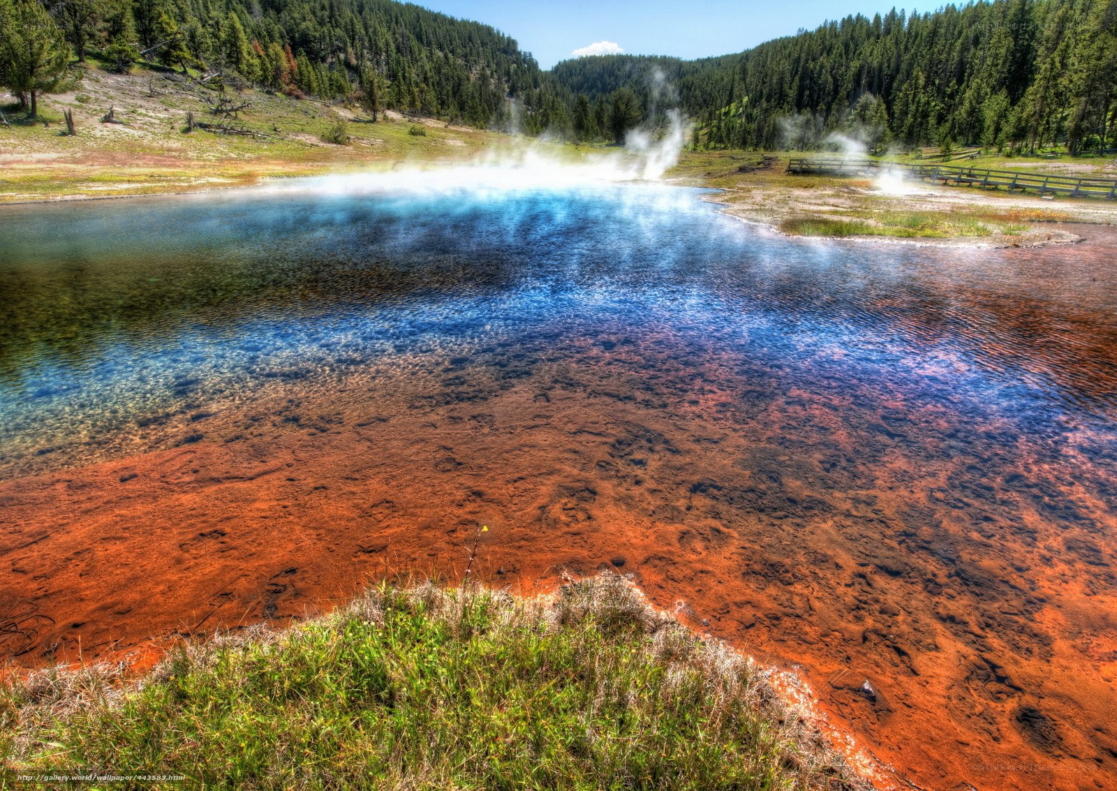 Geothermal Pool in Forest