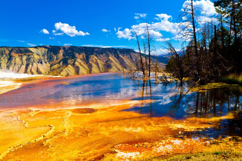 Geothermal Pool with Dead Trees