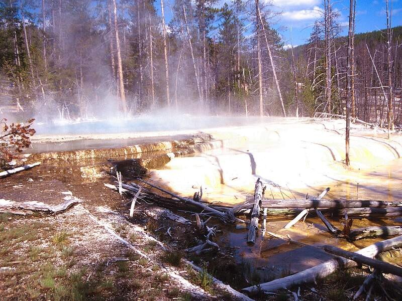 geothermal spring in forest