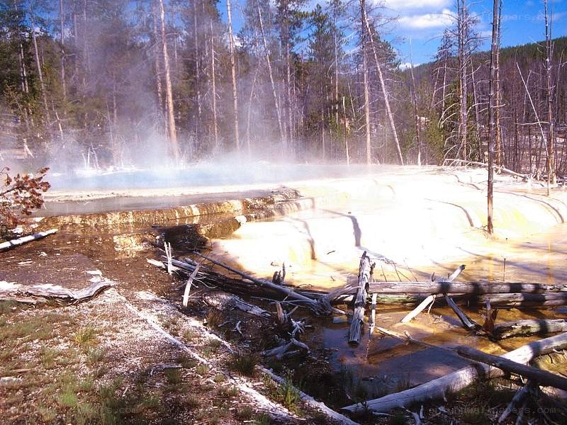 geothermal spring in forest