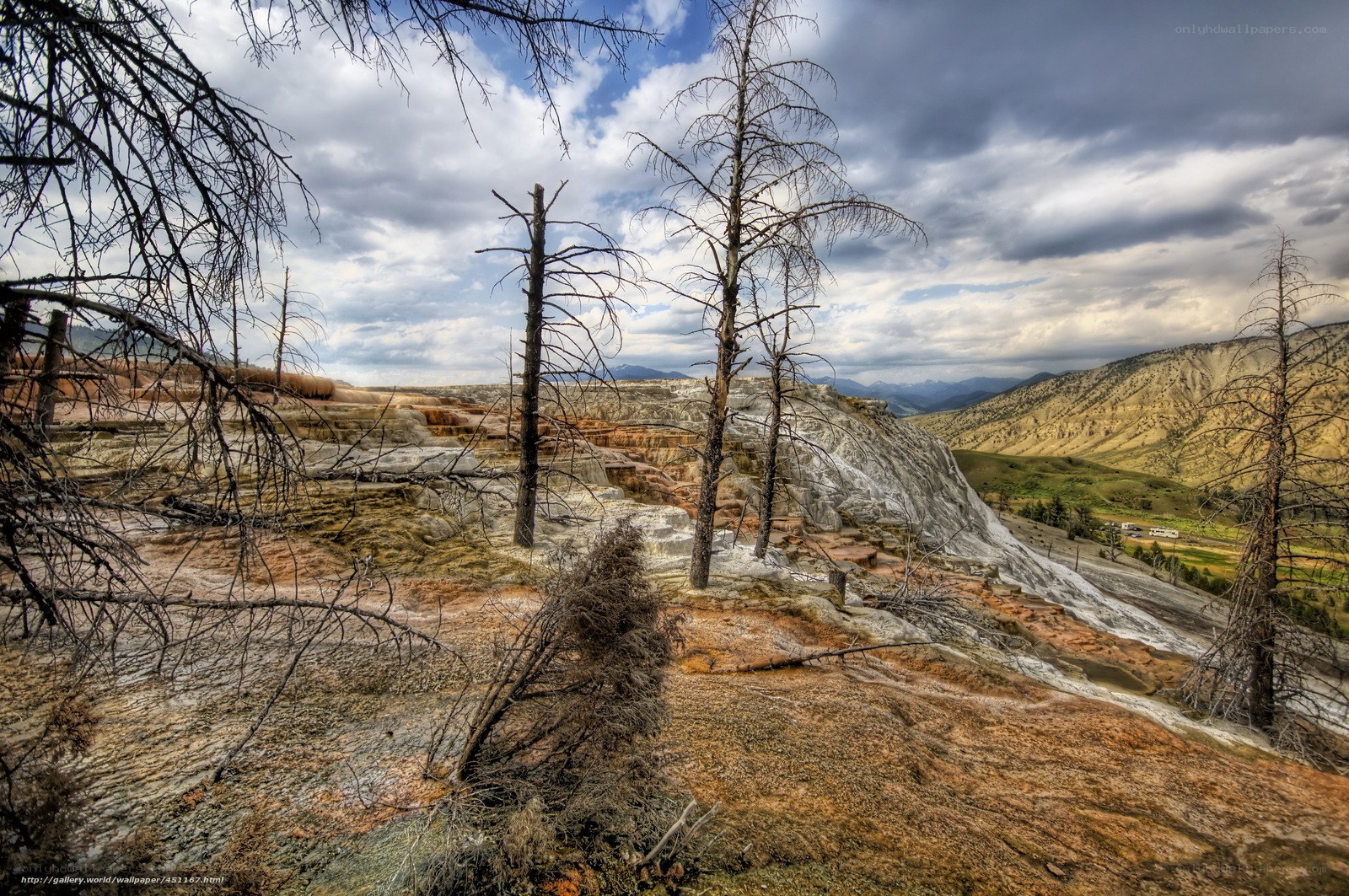 Geothermal terraces with dead trees