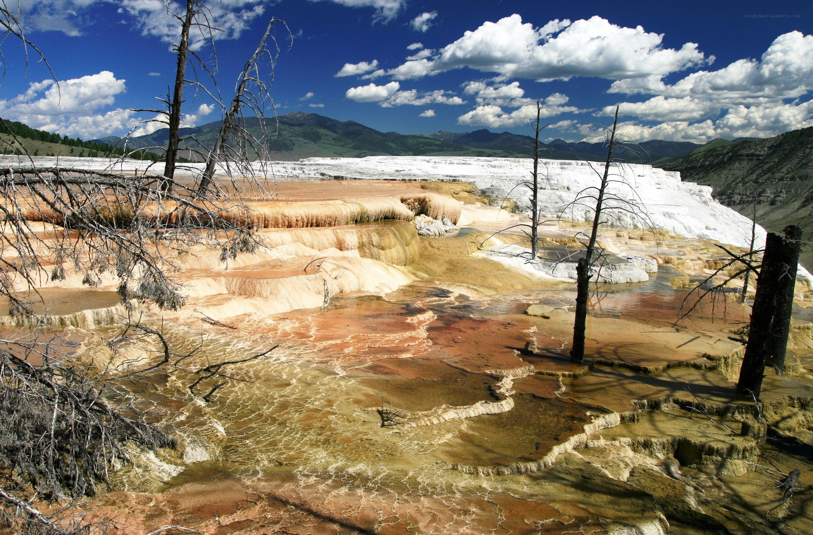 geothermal terraces with dead trees