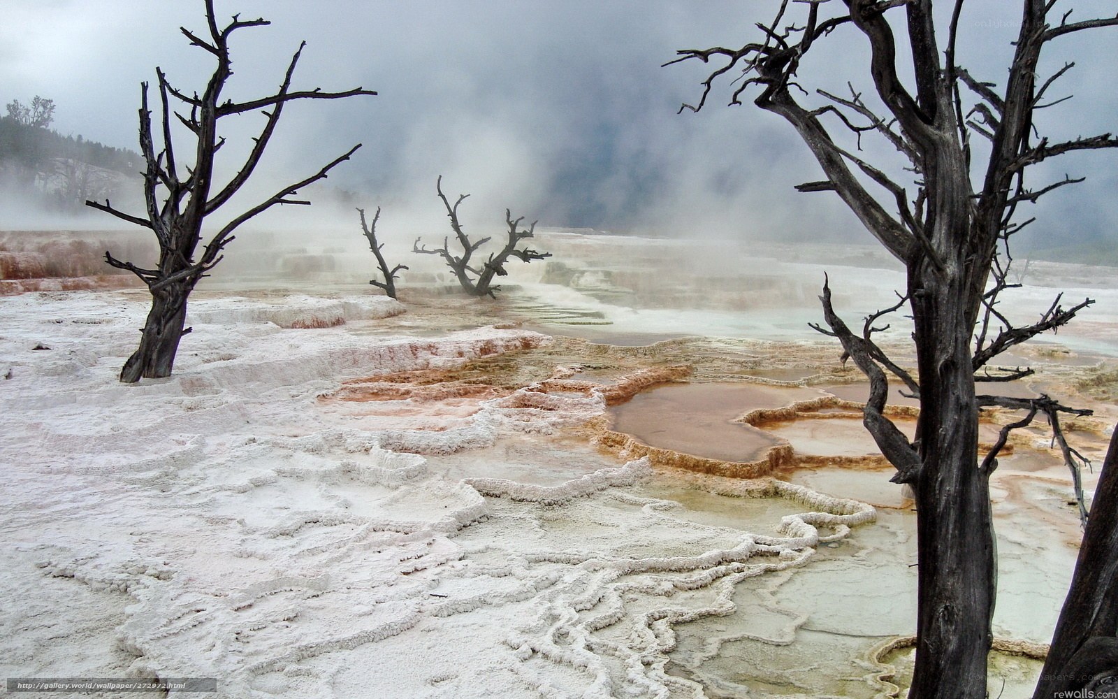 Geothermal terraces with dead trees