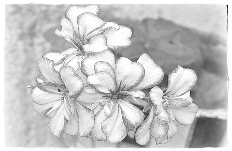 Geranium Flower Cluster