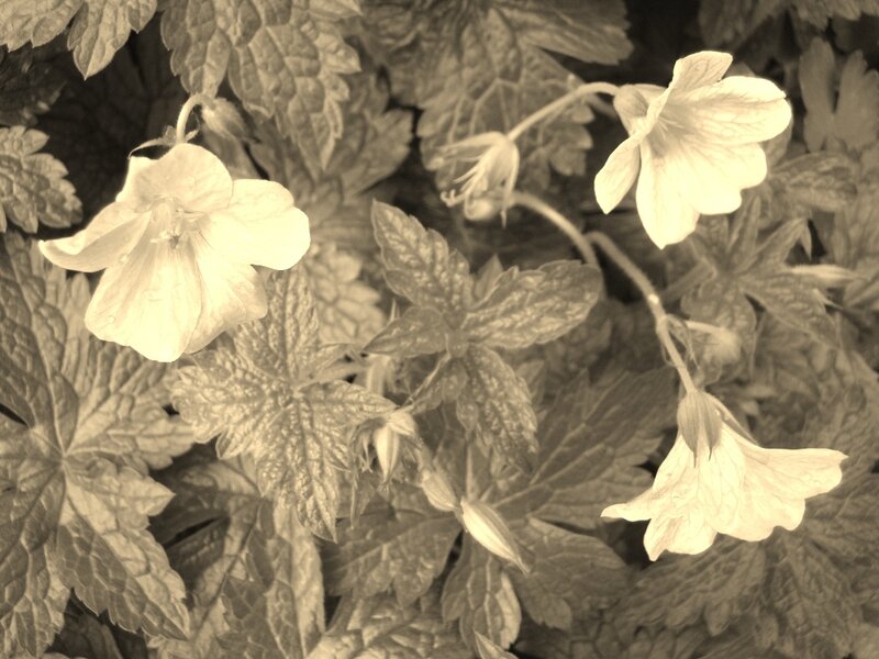 Geranium Flowers and Leaves