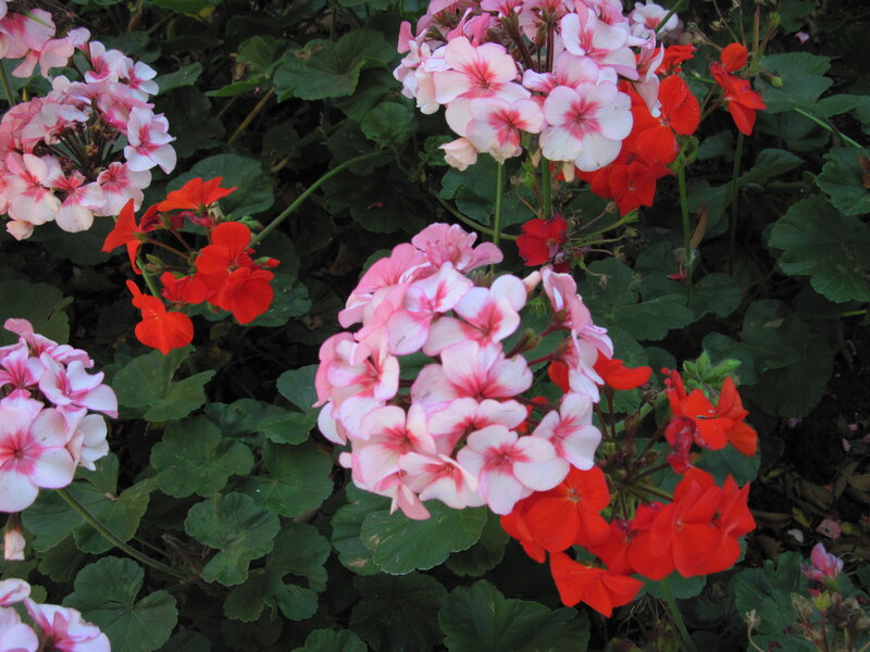 Geranium Flowers in Garden
