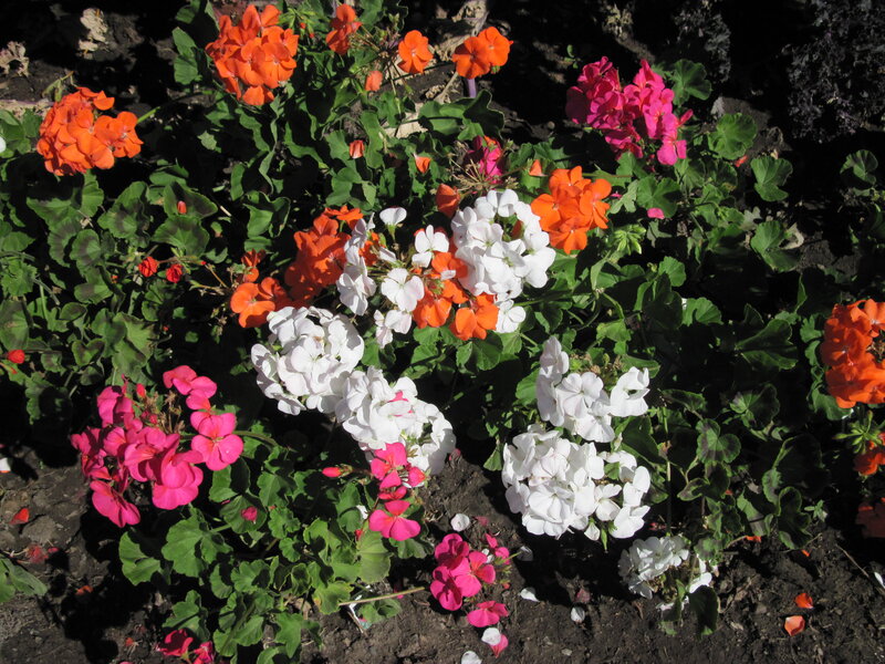 Geranium Flowers in Garden — White