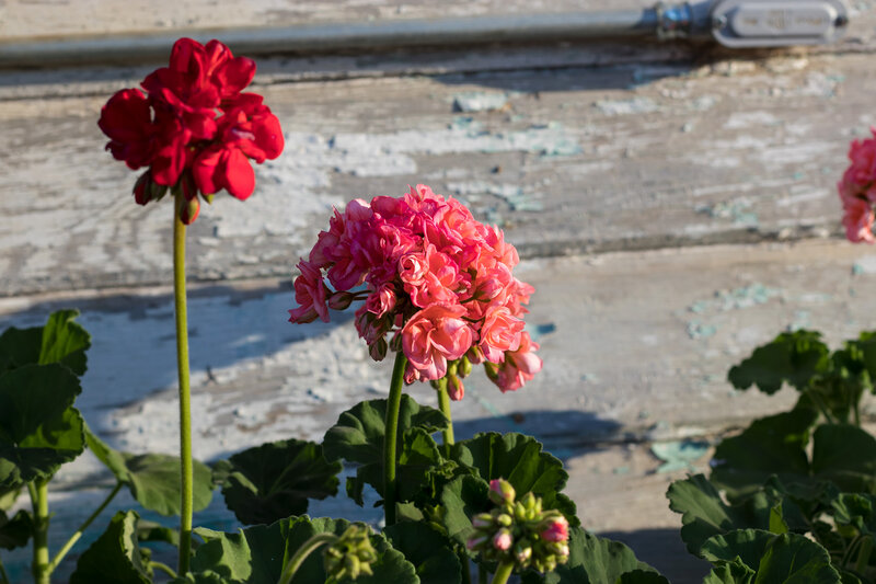 Geranium Flowers — Red