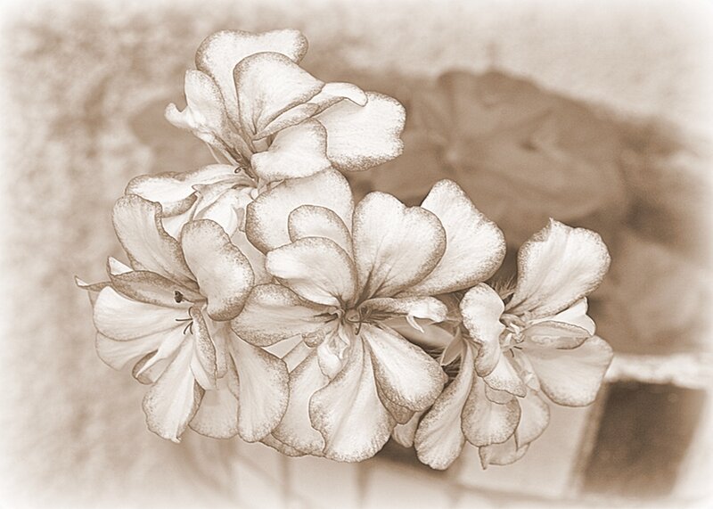 Geranium Flowers — Sepia