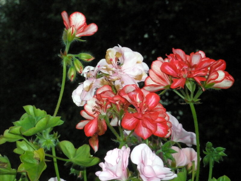 Geranium Flowers