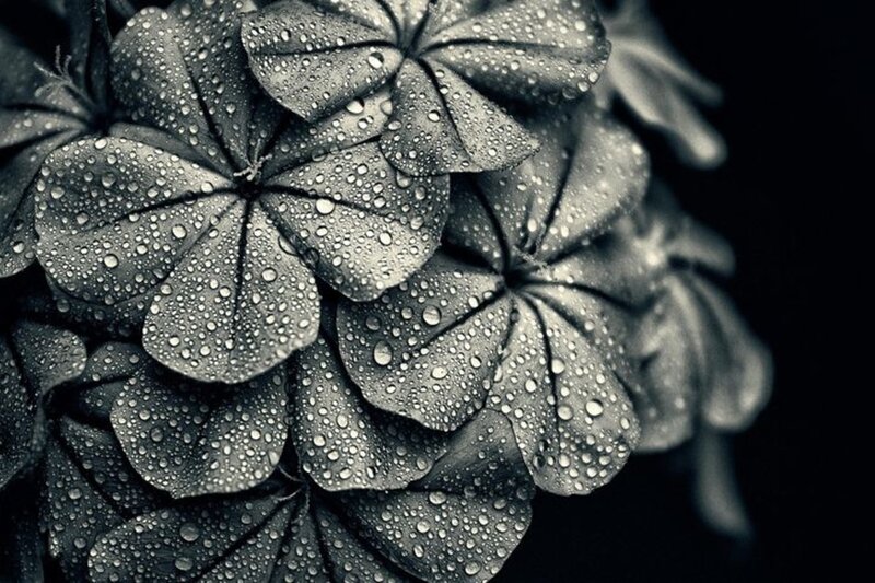 Geranium Flowers with Dew