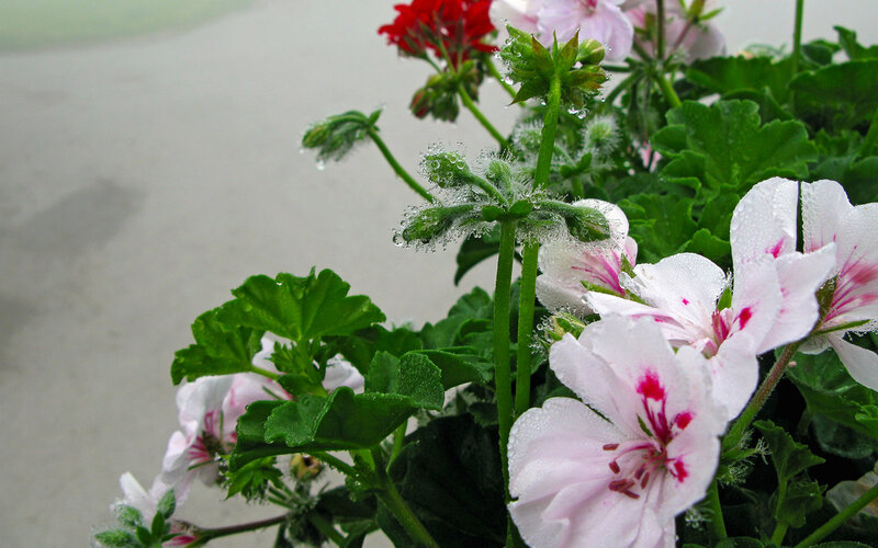 Geranium Flowers with Dew — White