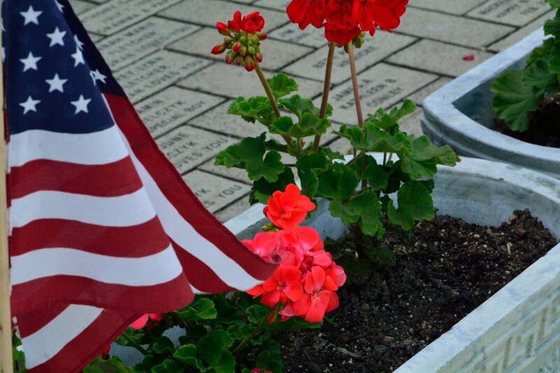 Geraniums and Flag