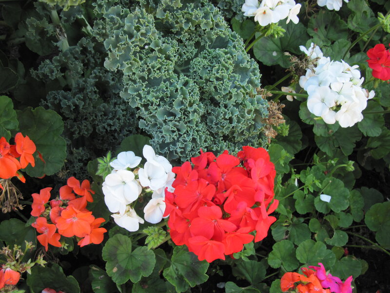 Geraniums and Kale