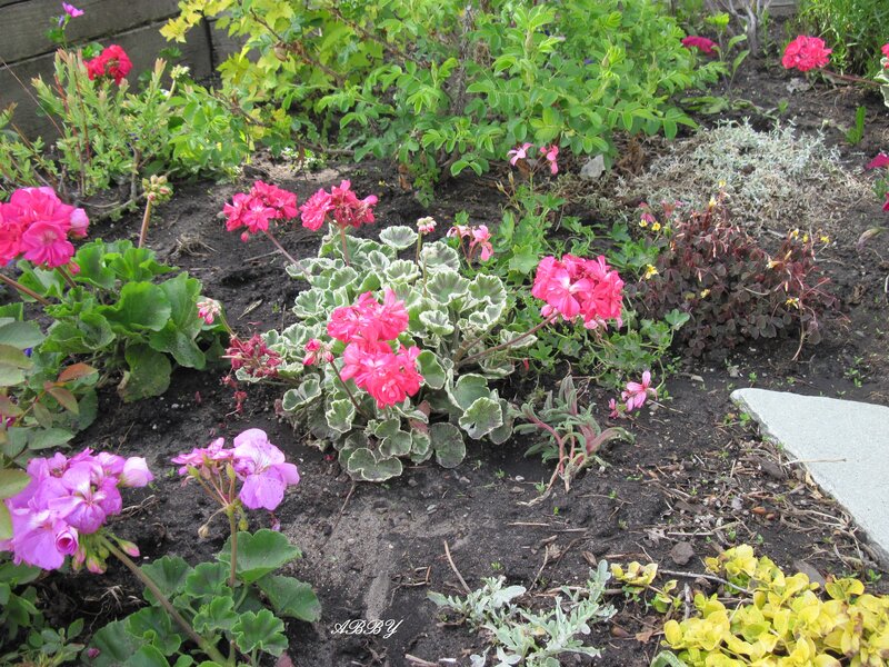 Geraniums in Garden Bed