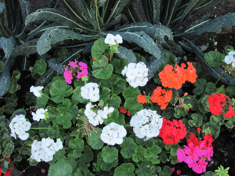 Geraniums in Garden