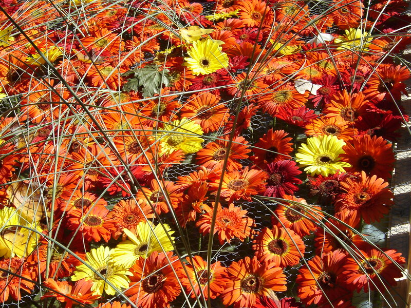 Gerbera Daisies and Grass